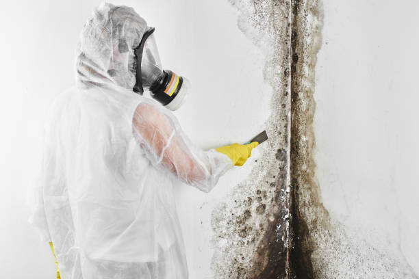 Best Office Mold Removal Services  in Woodlake, CA