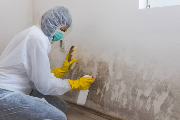 Best Mold Remediation  in Woodlake, CA