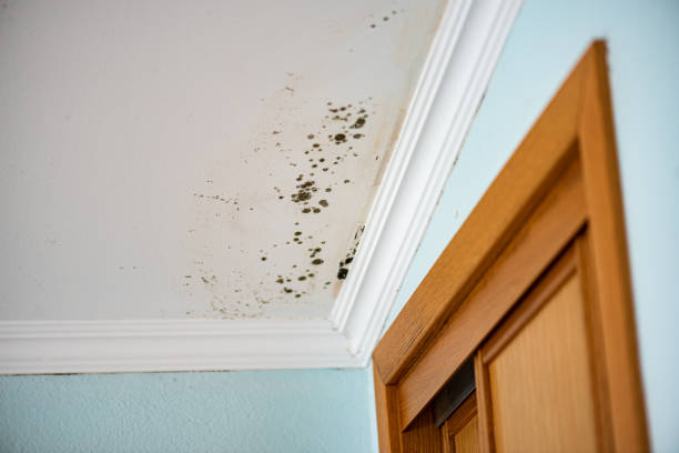 Best Mold Removal and Inspection  in Woodlake, CA