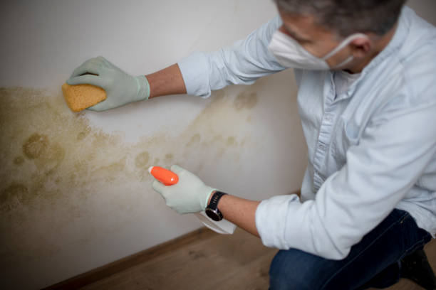 Best Mold Testing and Removal  in Woodlake, CA