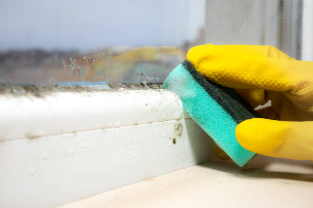 Best Crawl Space Mold Removal  in Woodlake, CA