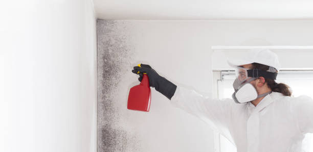 Best Mold Damage Repair  in Woodlake, CA
