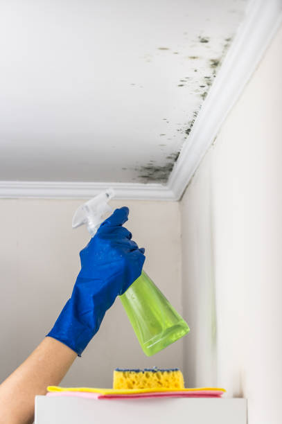 Best Fast Mold Removal  in Woodlake, CA